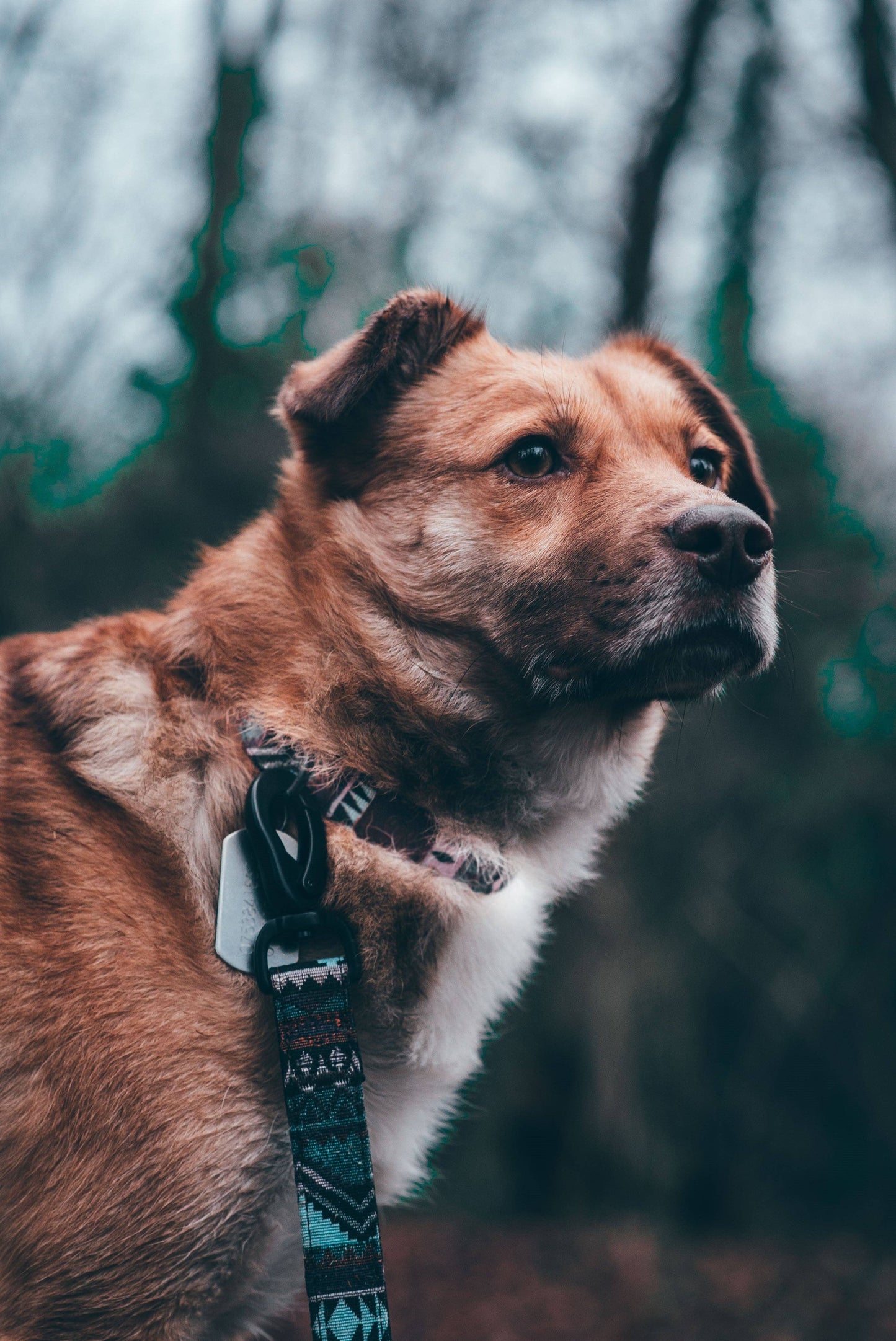 Embark Pets - Urban Dog Lead - Aztec
