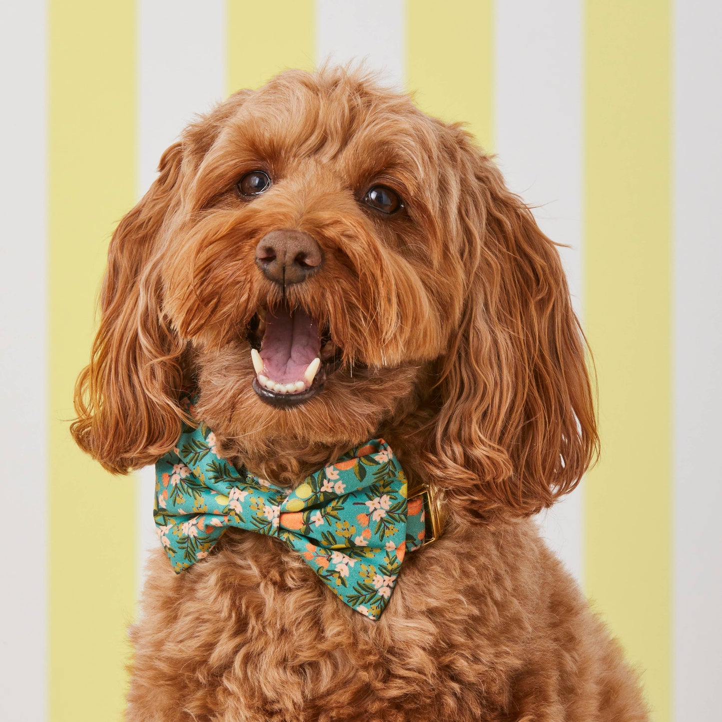 The Foggy Dog - Rifle Paper Co. x TFD Citrus Floral Dog Bow Tie