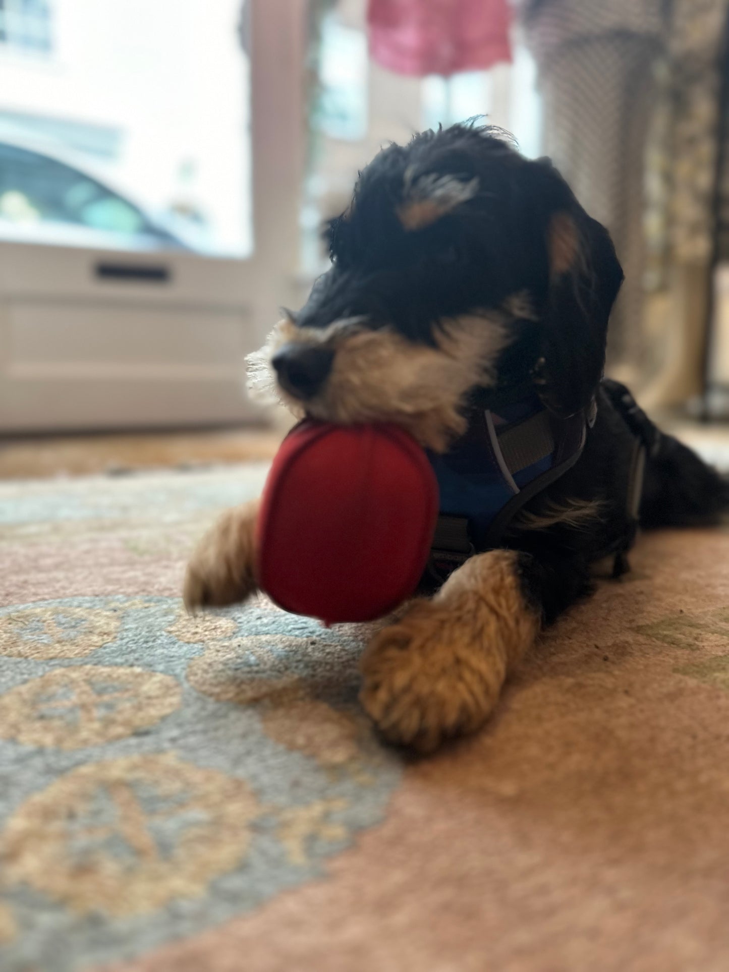 Border Loves Suede, Hardwearing Indoor Dog Ball.