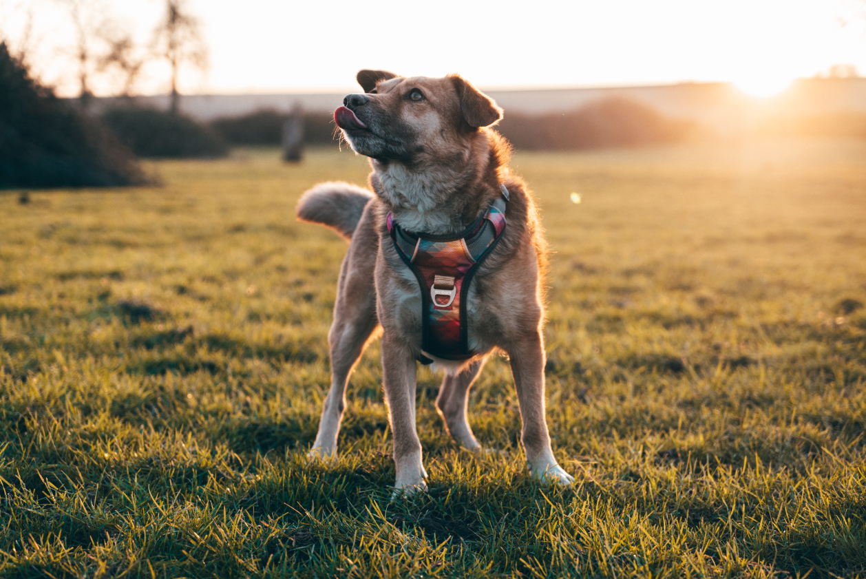 Embark Pets - Urban No Pull Dog Harness - Aurora