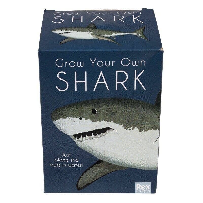 Rex Giant Hatching Shark Egg - Sharks