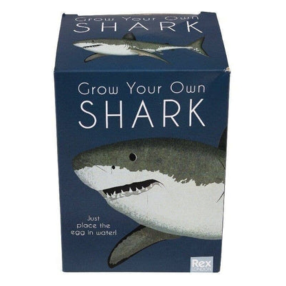 Rex Giant Hatching Shark Egg - Sharks