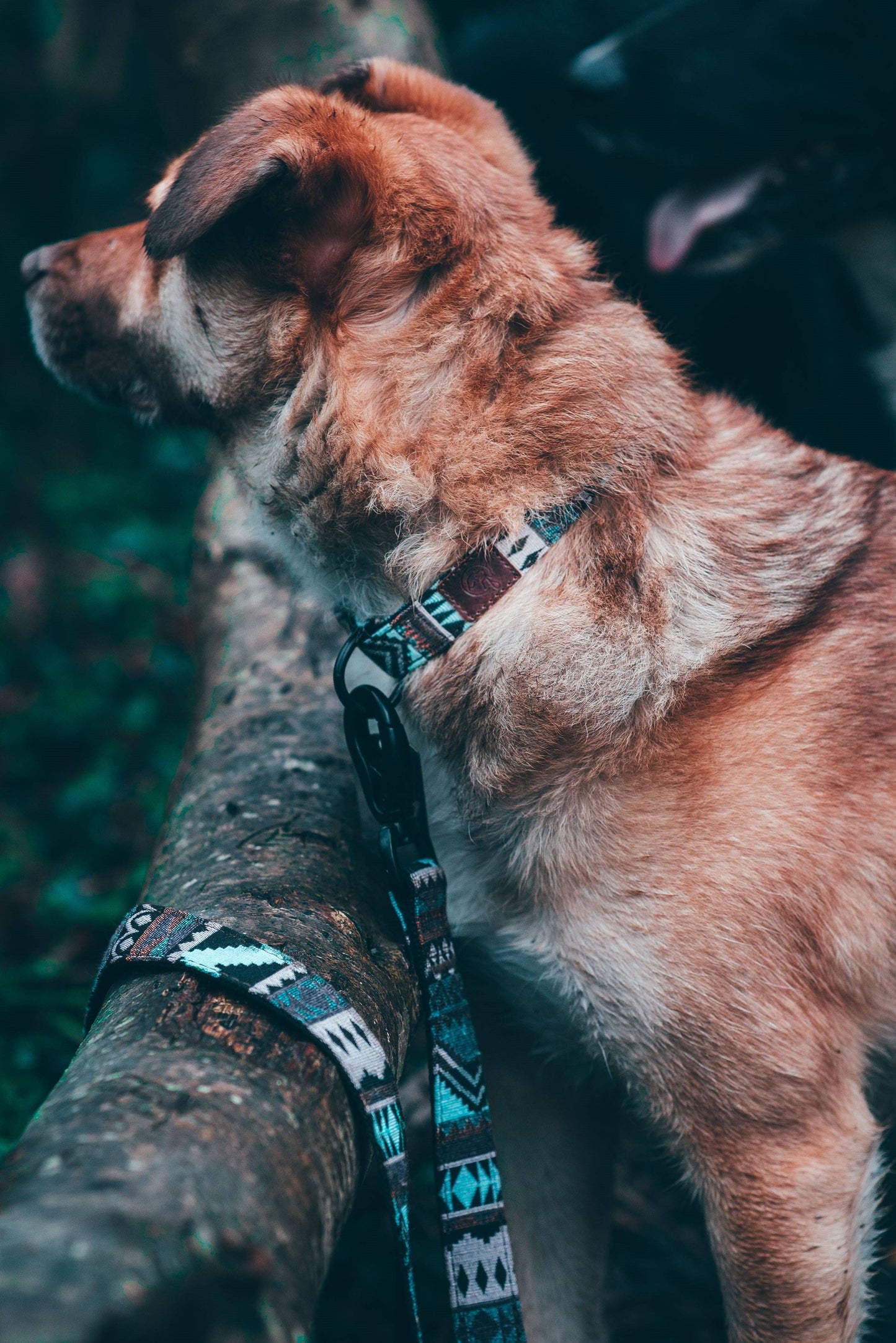 Embark Pets - Urban Dog Lead - Aztec