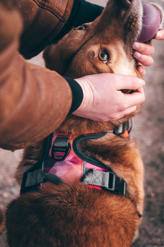 Embark Pets - Urban No Pull Dog Harness - Aurora