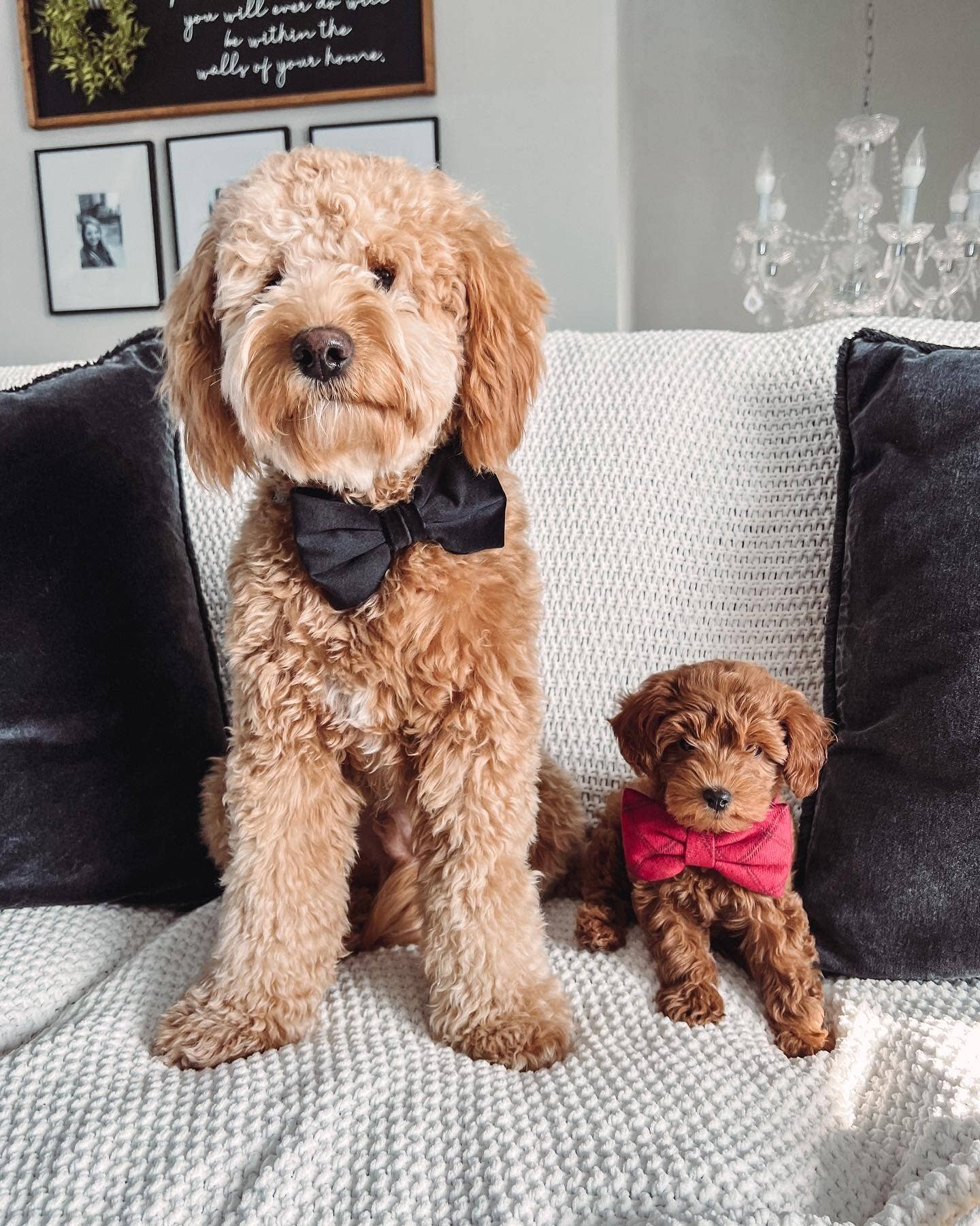 The Foggy Dog - Black Velvet Dog Bow Tie