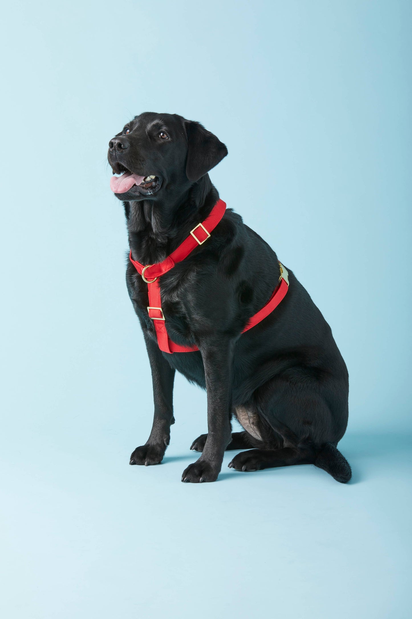 The Foggy Dog - Ruby Dog Harness