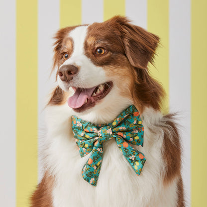 The Foggy Dog - Rifle Paper Co. x TFD Citrus Floral Lady Dog Bow