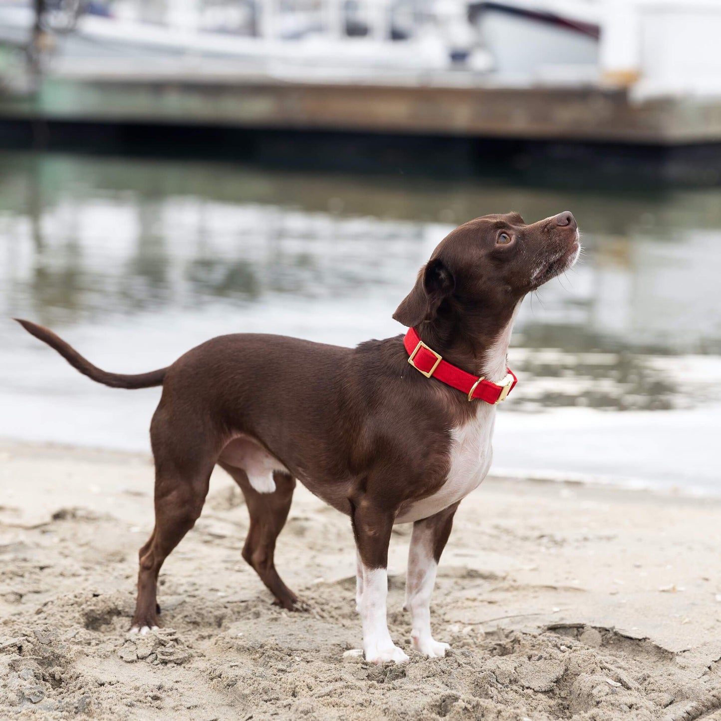 The Foggy Dog - Ruby Valentine's Day Dog Collar