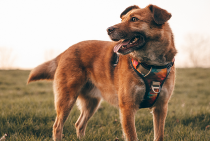 Embark Pets - Urban No Pull Dog Harness - Aurora