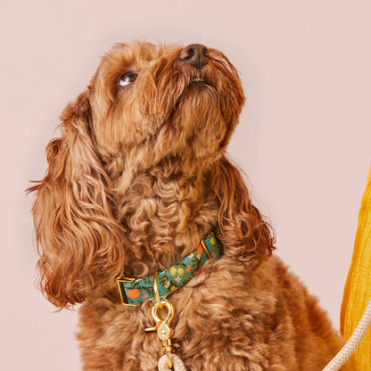 The Foggy Dog - Rifle Paper Co. x TFD Citrus Floral Dog Collar