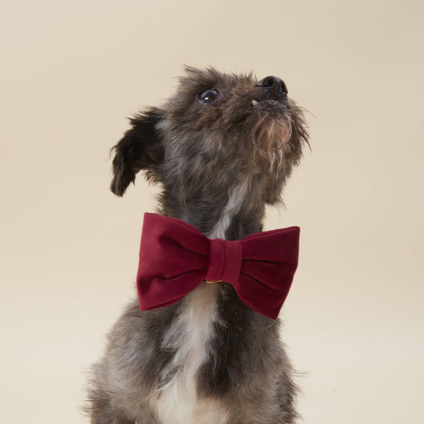 The Foggy Dog - Burgundy Velvet Valentine's Day Dog Bow Tie