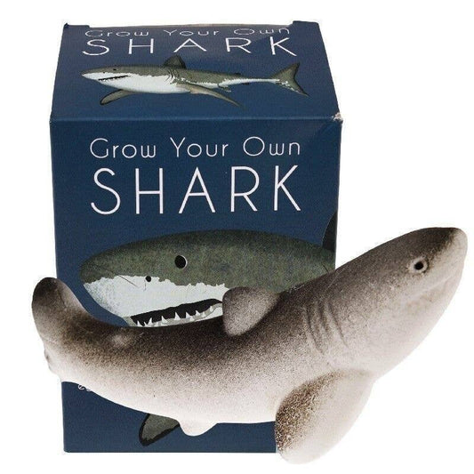Rex Giant Hatching Shark Egg - Sharks
