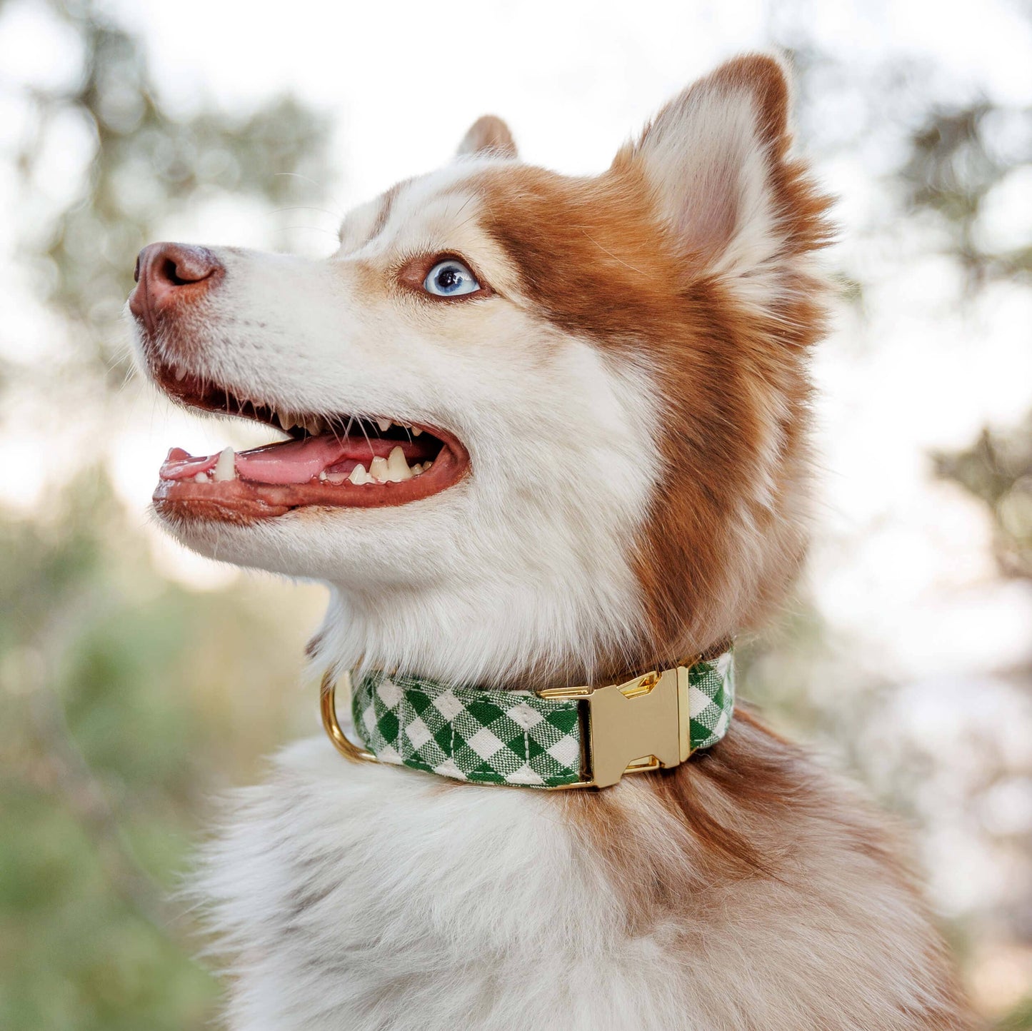 The Foggy Dog - HTH x TFD Mini Gingham Hunter Green Dog Collar