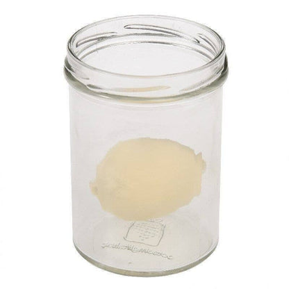 Rex B2B - UK - Hatch Your Own Dinosaur Egg