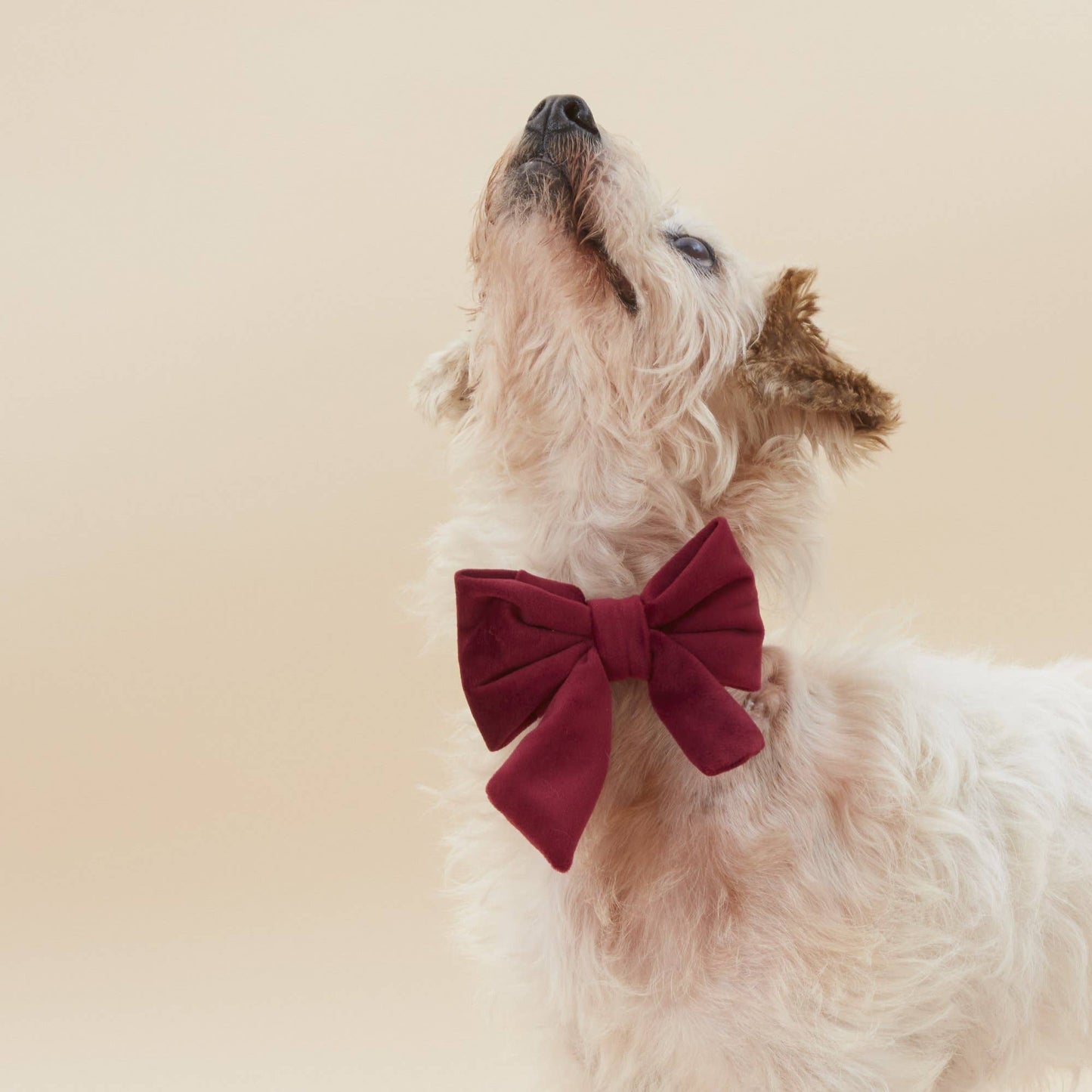 The Foggy Dog - Burgundy Velvet Valentine's Day Lady Dog Bow