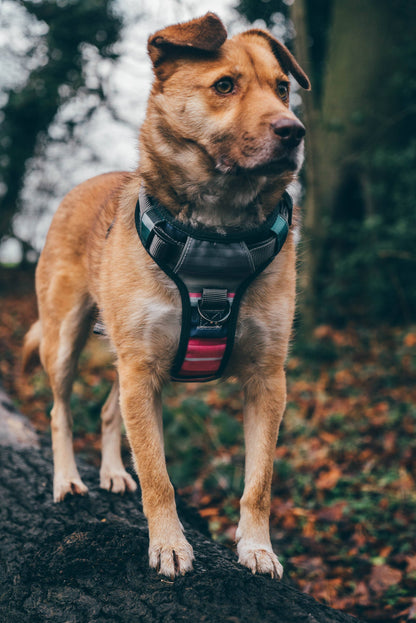 Embark Pets - U-H-BA-LG Urban Dog Harness, Sturdy & Comfortable
