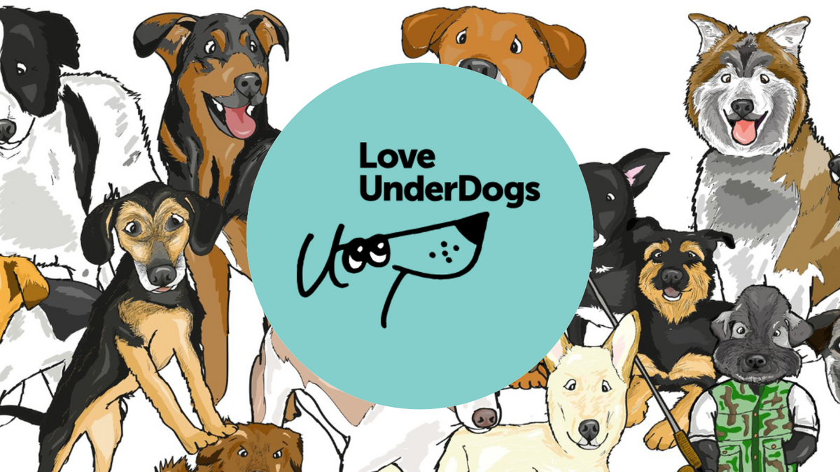 Helping street dogs in need of rehabilitation finding balance and new homes