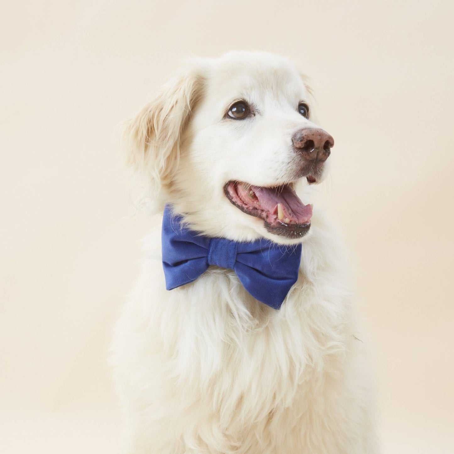 The Foggy Dog - Navy Velvet Dog Bow Tie