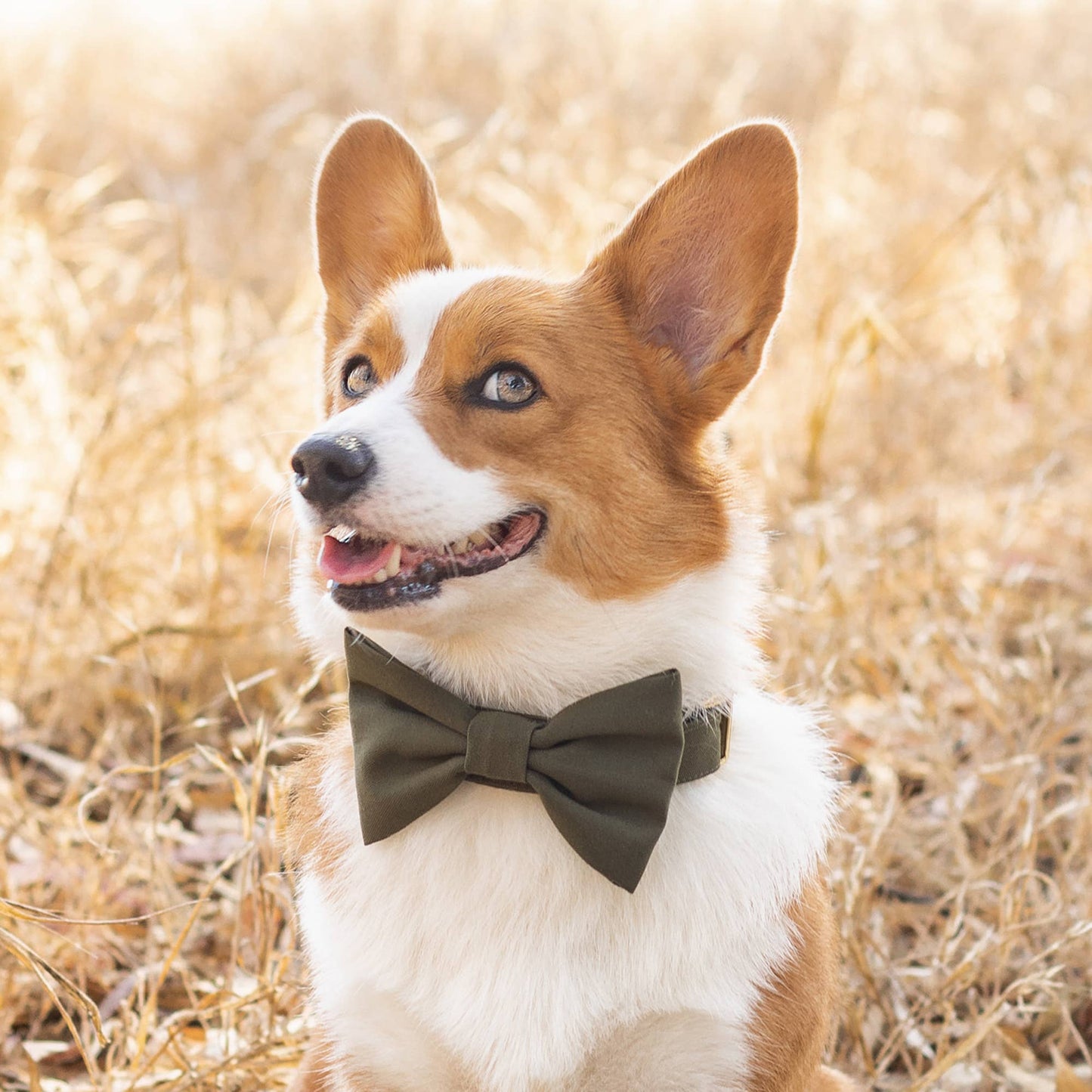 The Foggy Dog - Olive Dog Collar