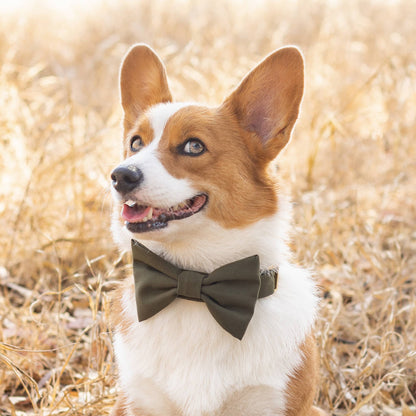 The Foggy Dog - Olive Dog Collar