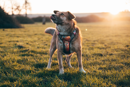 Embark Pets - Urban No Pull Dog Harness - Aurora