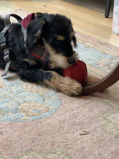 Border Loves Suede, Hardwearing Indoor Dog Ball.
